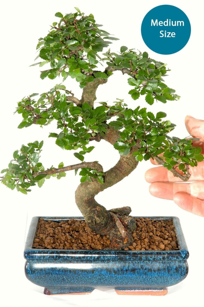Medium sized Chines elm for bonsai kit