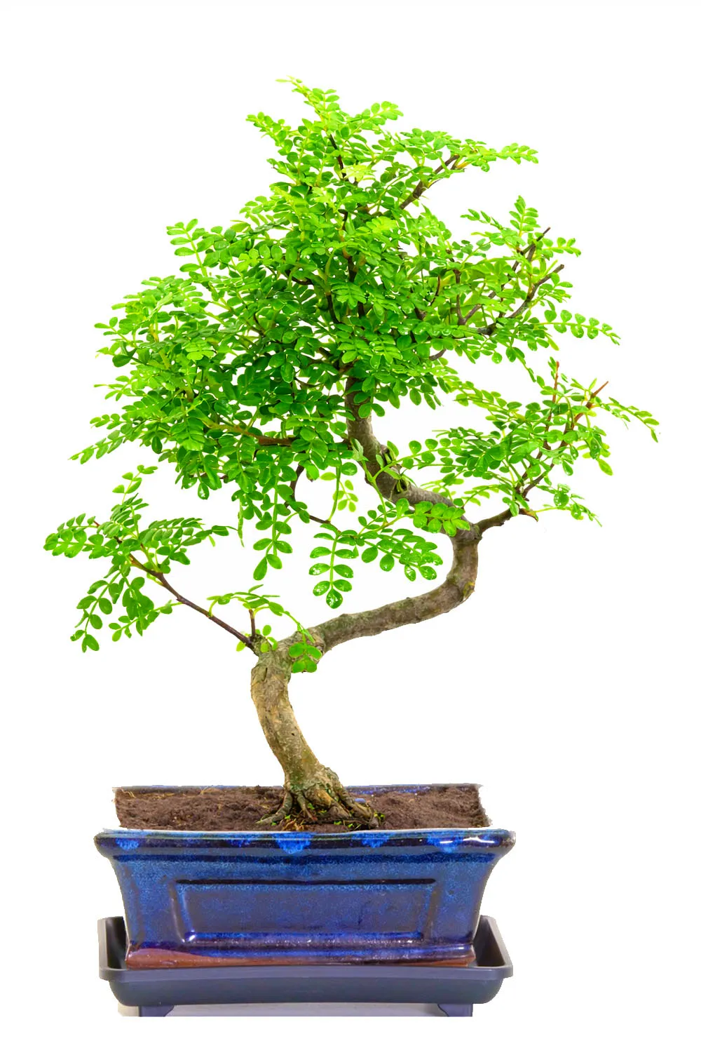 Aromatic Zesty Pepper Tree Indoor Bonsai - Symbolises purification, healing and protection.