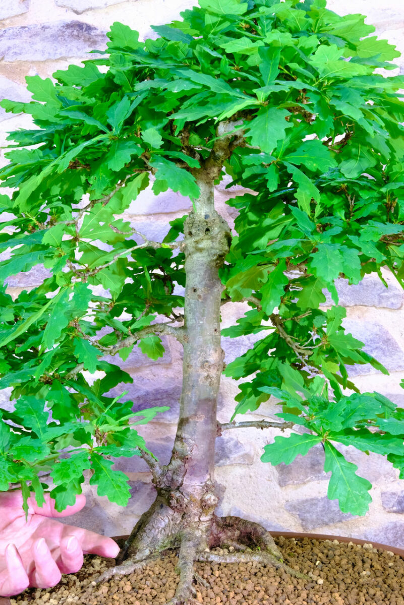 Bonsai Oak Tree for Sale 33 year old Specimen English Oak