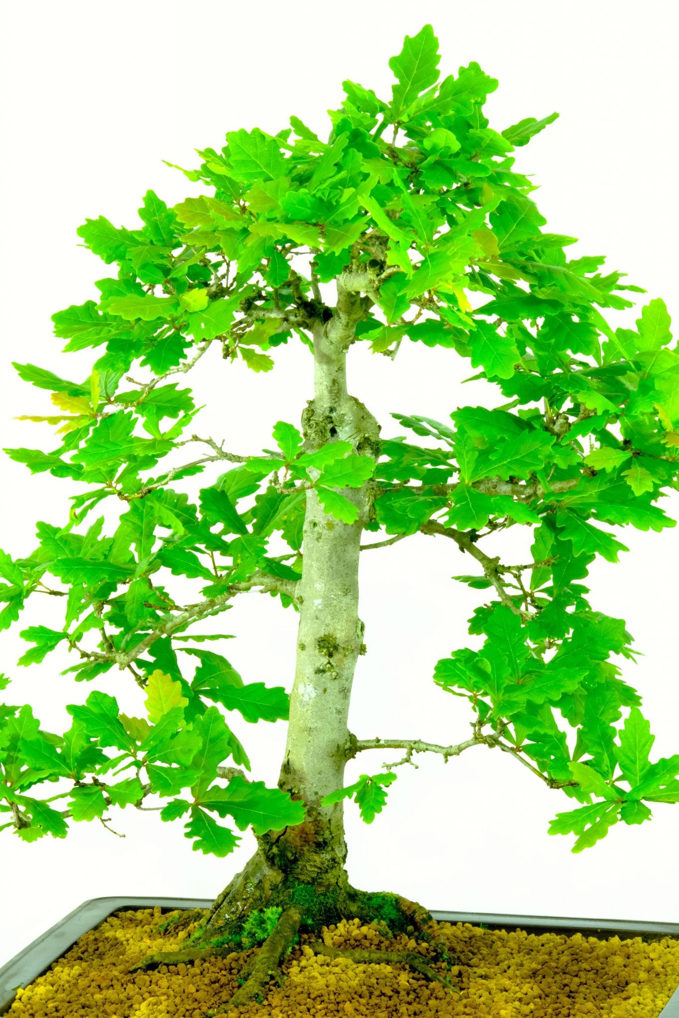 Specimen Quality English Oak (Quercus robur) hardy bonsai tree for sale