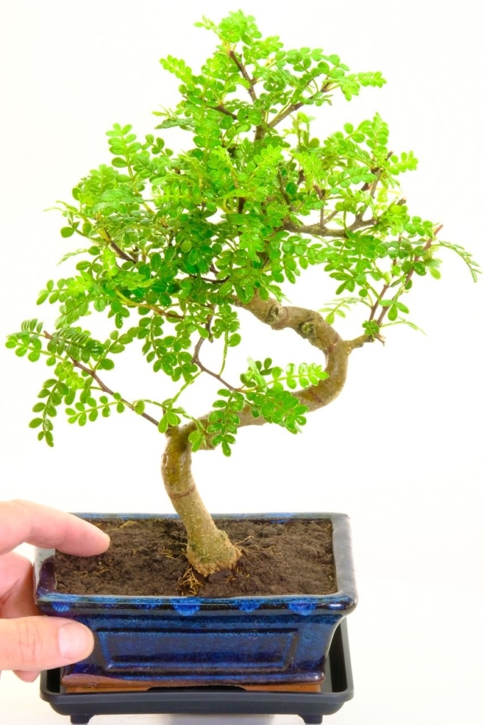 Zanthoxylum piperitum Bonsai Twisty Design & Fragrant Leaves