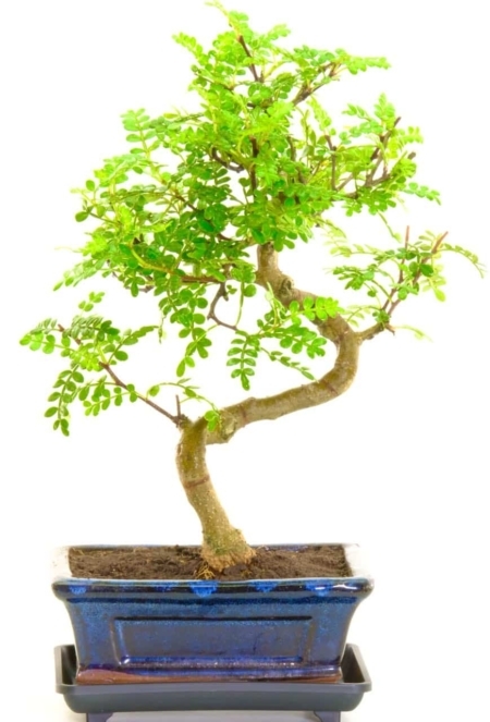 extremely elegant indoor bonsai in rich blue pot