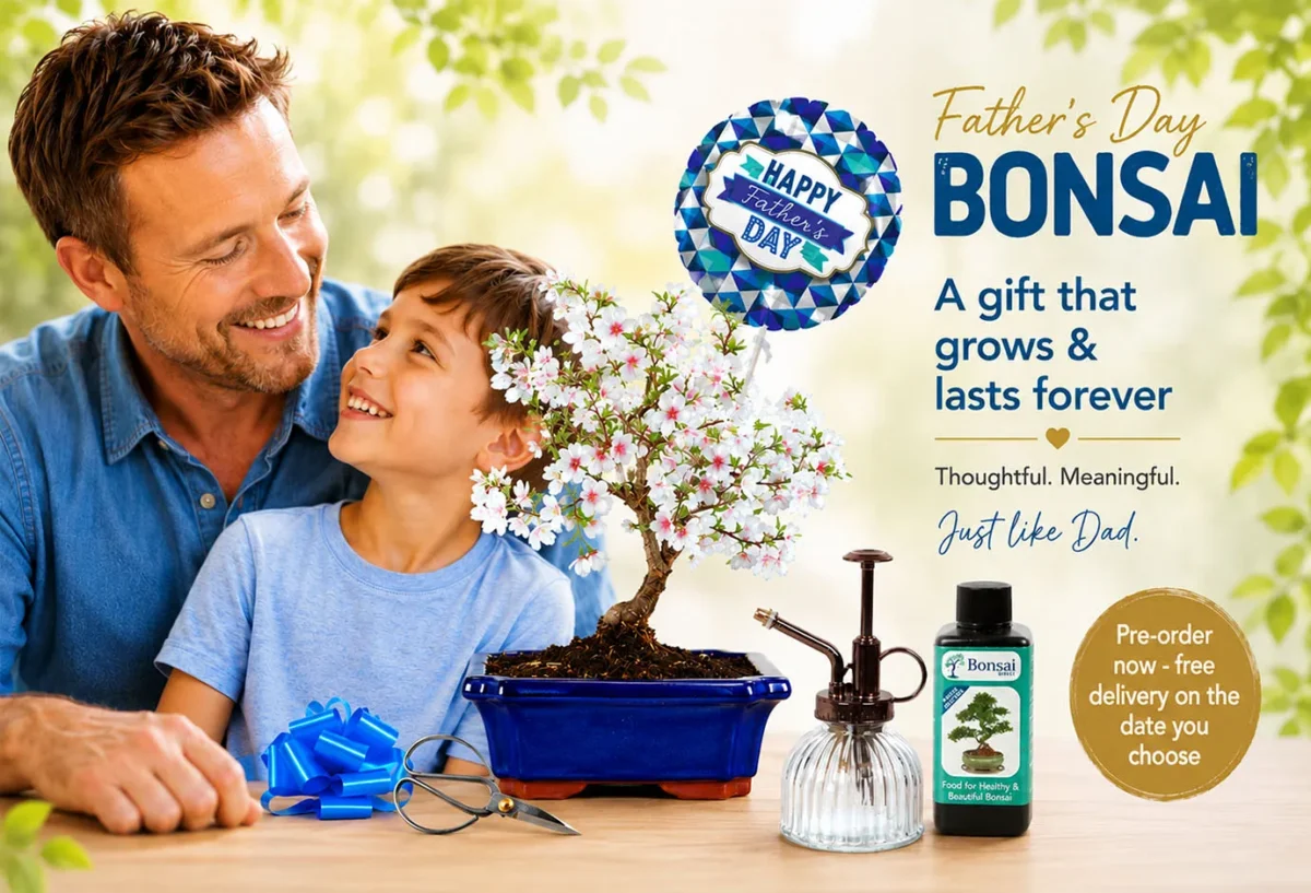 Father's Day Bonsai tree Gifts for Sale - Grown by the experts at Bonsai Direct