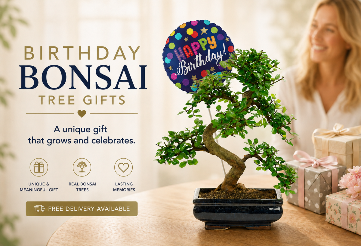 Birthday Bonsai Tree Gifts for sale | Grown by the professionals
