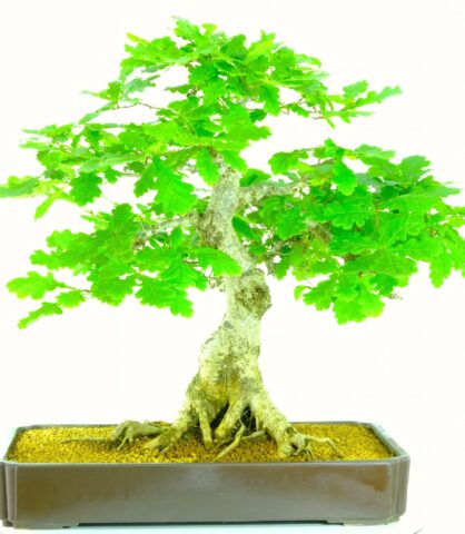 Exceptional English oak Bonsai tree for sale