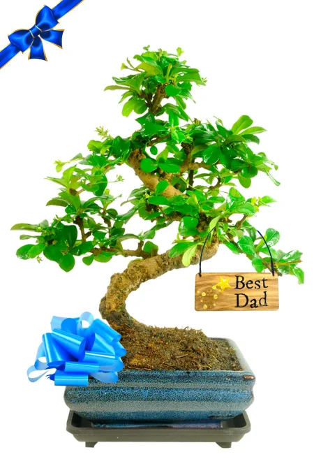 The Best Father’s Day Gift – Flowering Fukien Tea Tree Bonsai