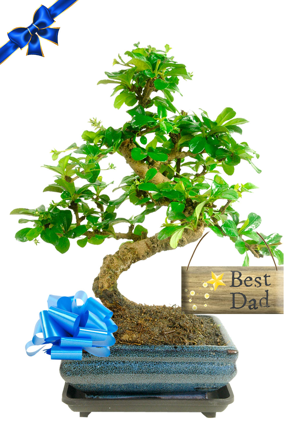 The perfect Father's Day gift - Flowering Fukien Tea Tree bonsai for your "Best Dad"