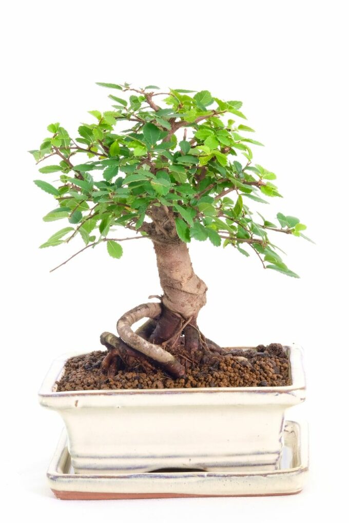 Extremely cute beginners indoor bonsai with exposed roots