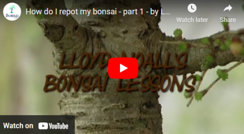 Bonsai Direct DVD chapters