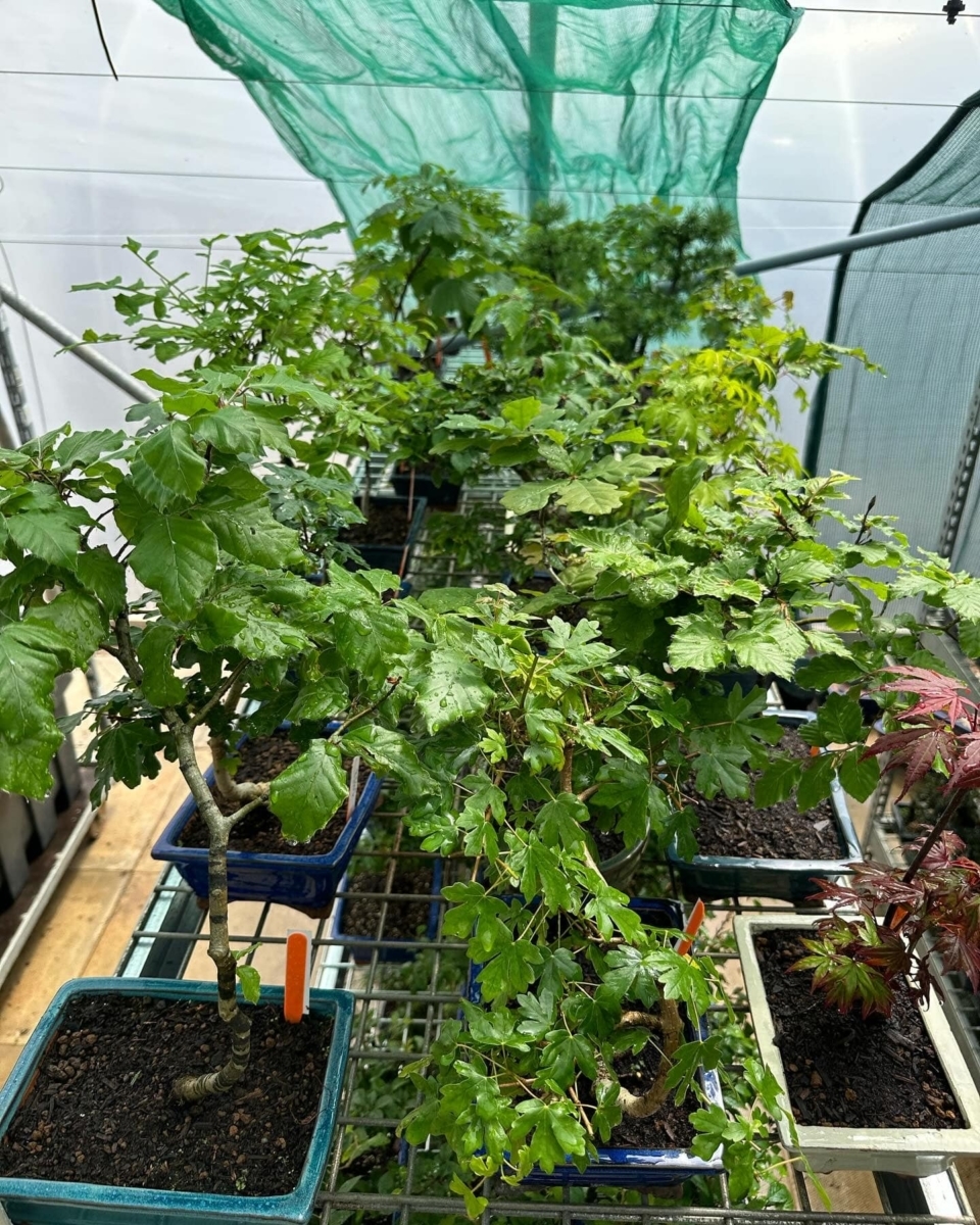 Outdoor bonsai