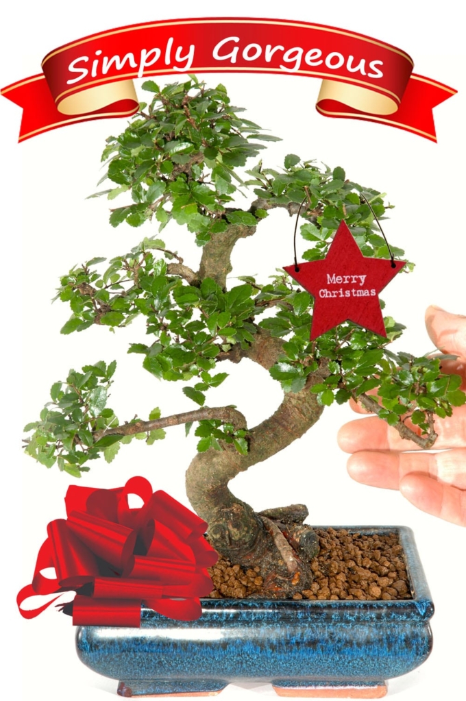 Christmas Bonsai Tree Gifts Beautiful & environmental gifts