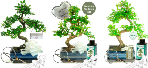 Wedding bonsai tree gifts