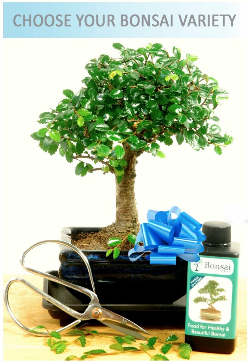 Grow Your Own Bonsai Tree Beginners Indoor Bonsai Kits