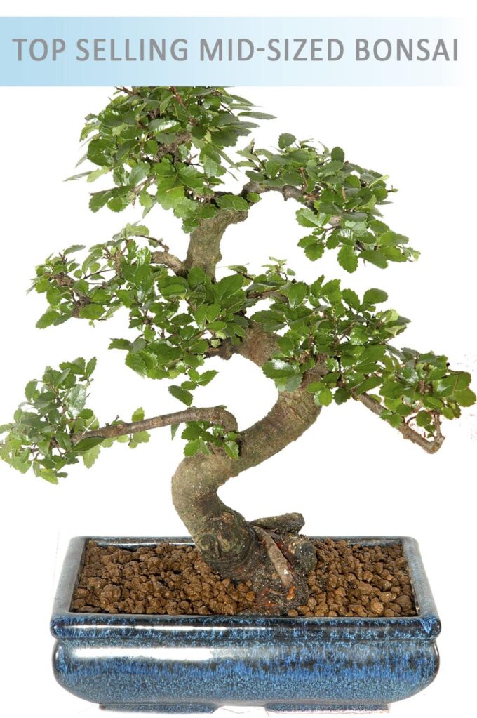 Top selling mid sized indoor bonsai for beginners