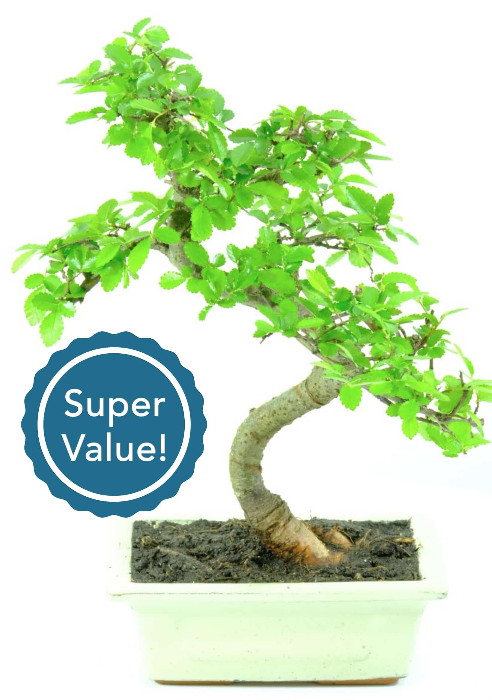 Chinese Elm Starter Bonsai in cream pot SUPER VALUE