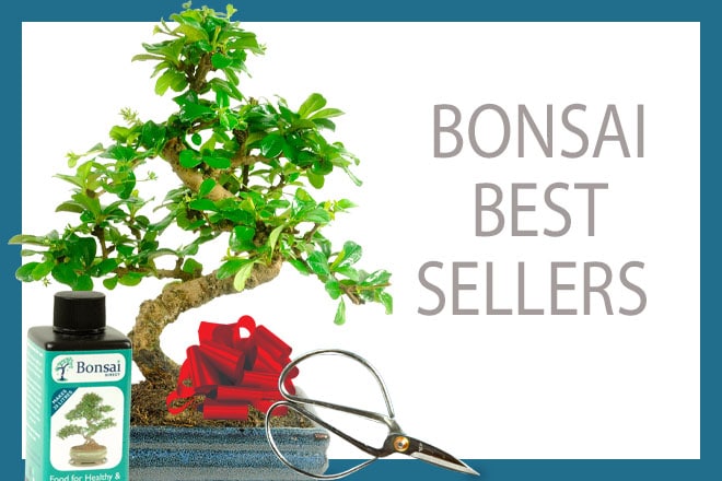 Bonsai best sellers for sale