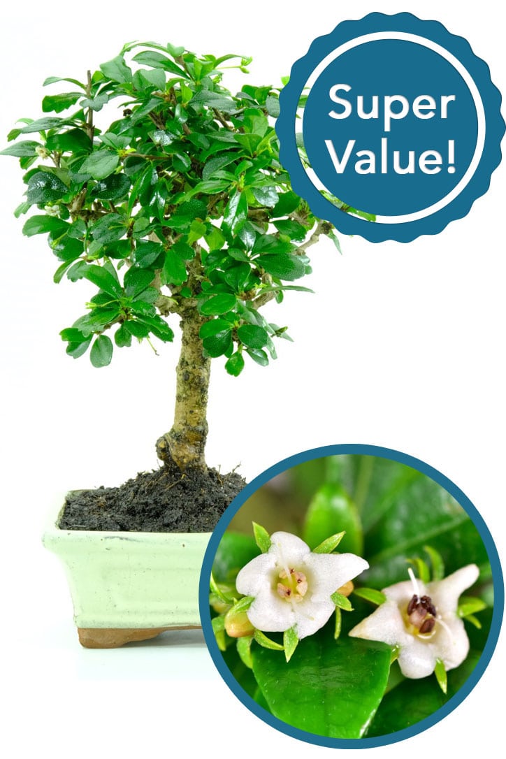 Flowering Oriental Tea Tree with stylish winding trunk flow