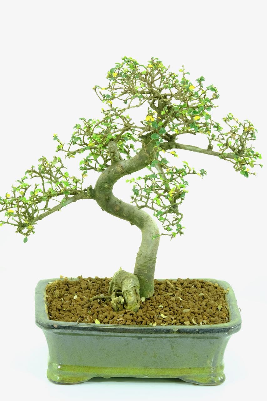 Bonsai Leaves / Leaf articles Archives Bonsai Trees for Sale UK