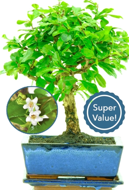 Woodland style flowering Oriental Indoor Tea tree for sale