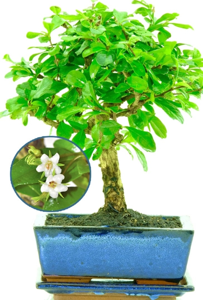 Tiny Bonsai Tree | Flowering Tea Tree with white summer flowers