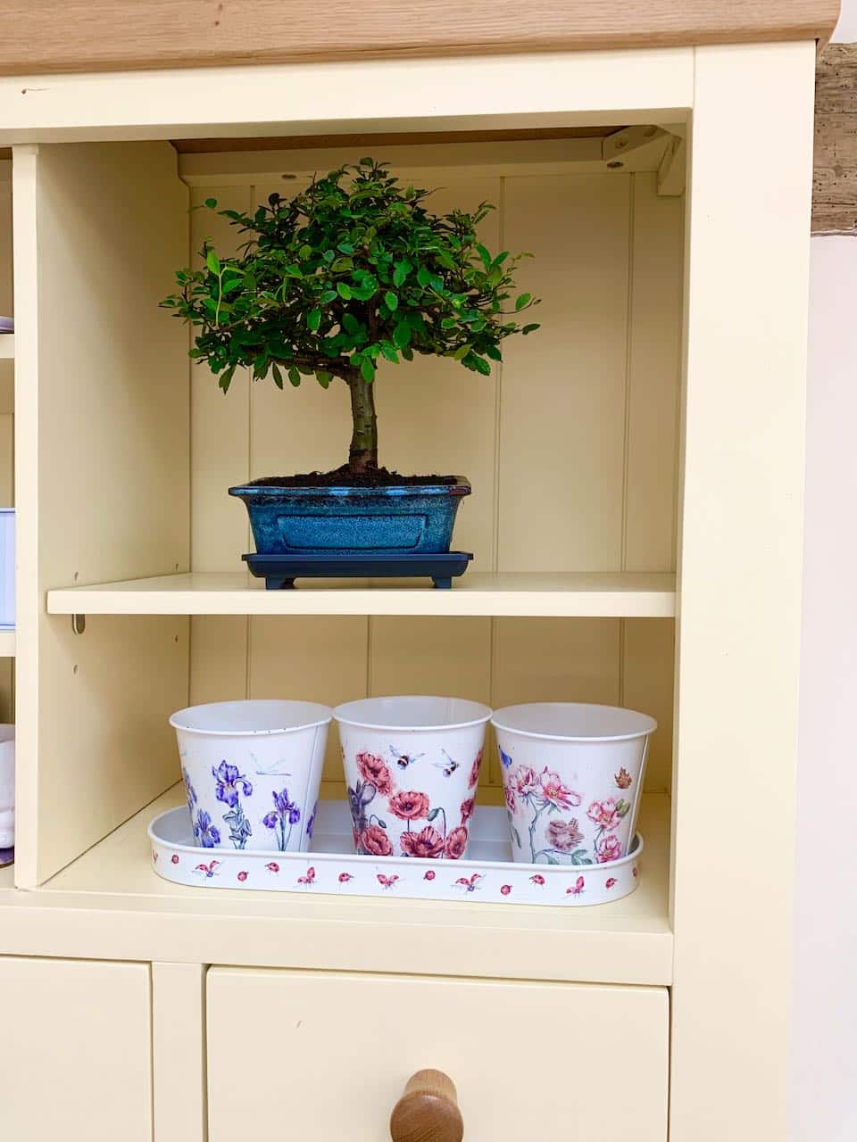 A very pretty indoor bonsai - ideal for a shelf of windowsill
