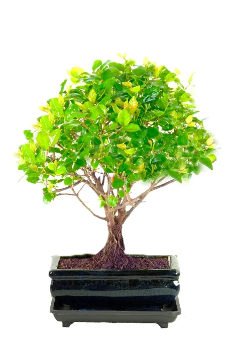 Dwarf Sageretia Bonsai Tree | Chinese Sweet Plum Indoor Bonsai Bargain