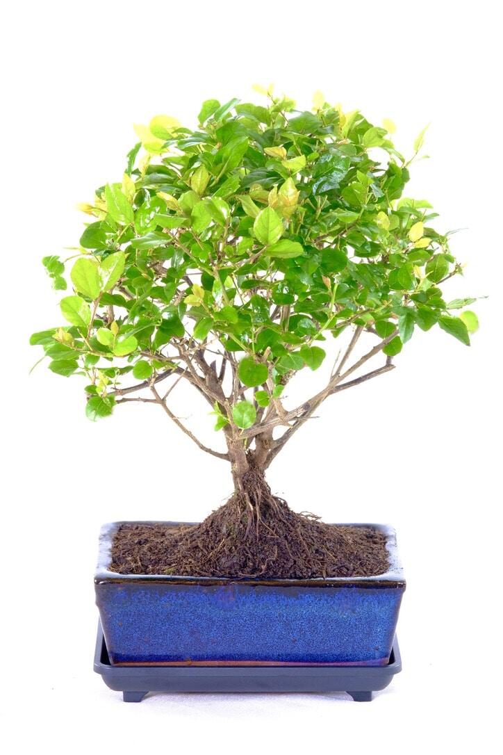 Woodland style Chinese Sweet Plum - Fruiting indoor bonsai!