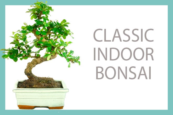 Our classic range of indoor bonsai for sale