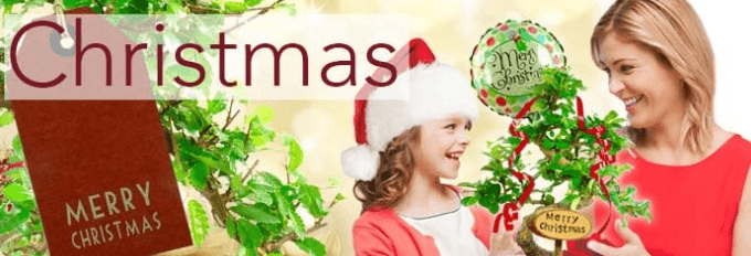 Christmas bonsai tree gifts for sale UK