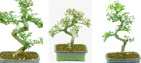 Leaf drop on bonsai tree leaves