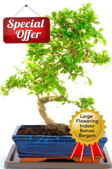 Large flowering indoor bonsai bargain