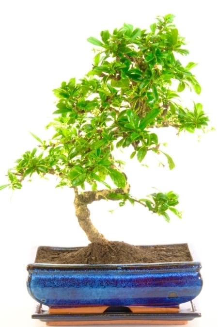 Large flowering tea tree bonsai for indoors