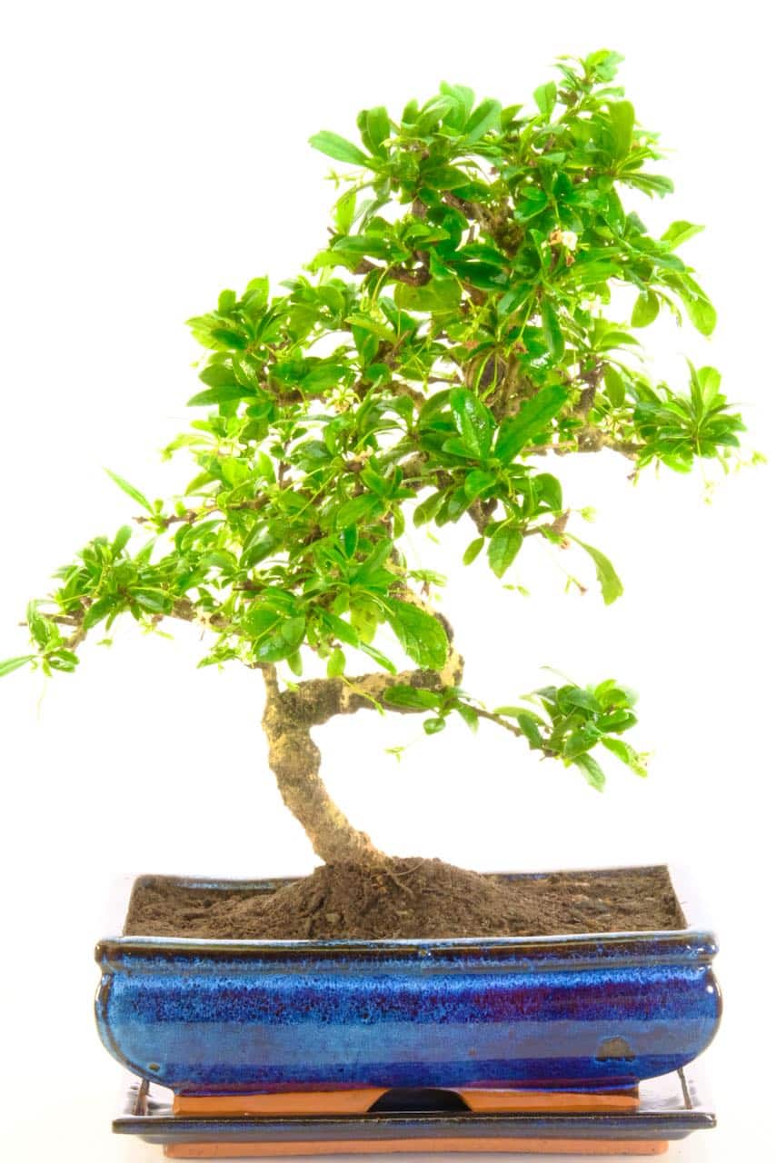 Large flowering tea tree bonsai for indoors