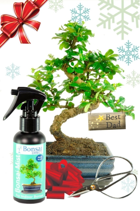 Unique Christmas Gift - Bonsai Tree Kit For Dad