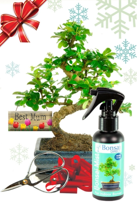 Flowering Christmas Gift for Mum