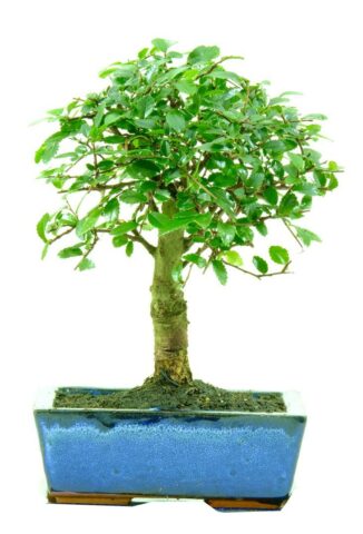 Broom elm starter bonsai tree for sale