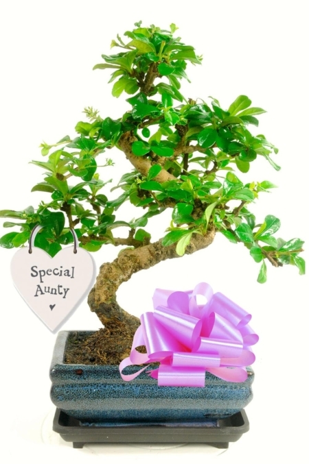 Special aunty beautiful flowering tree