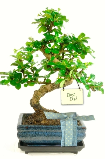 Beautiful & unusual gift for your special dad