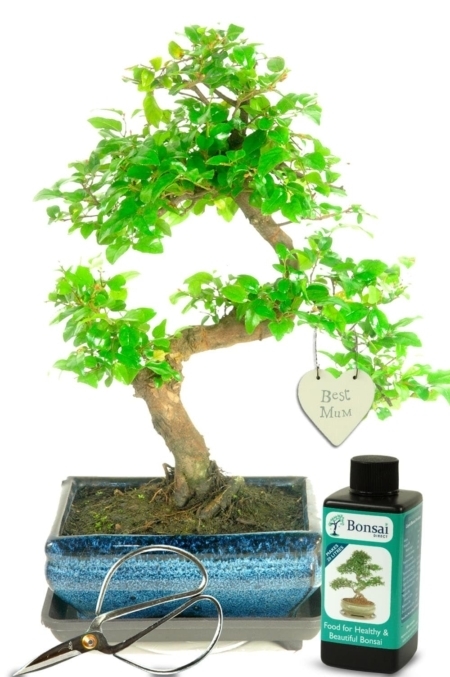 Fruiting Beginners Bonsai Starter Kit - Best Mum