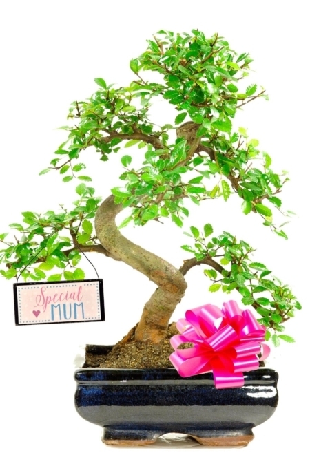 special mum bonsai gift