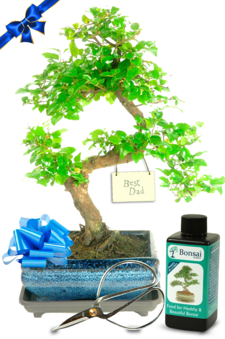 Fruiting Beginners Bonsai Starter Kit - Best Dad