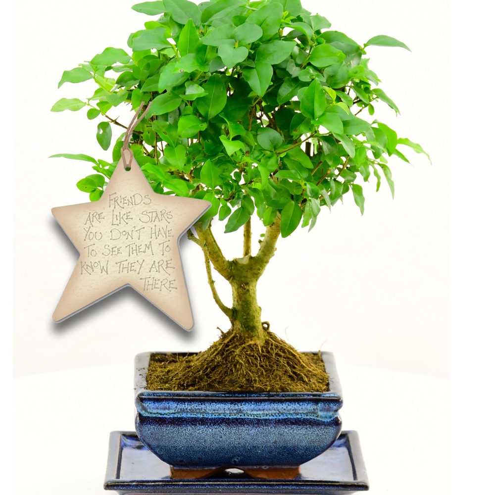 Tree gifts with the meaning of Friendship Bonsai Trees