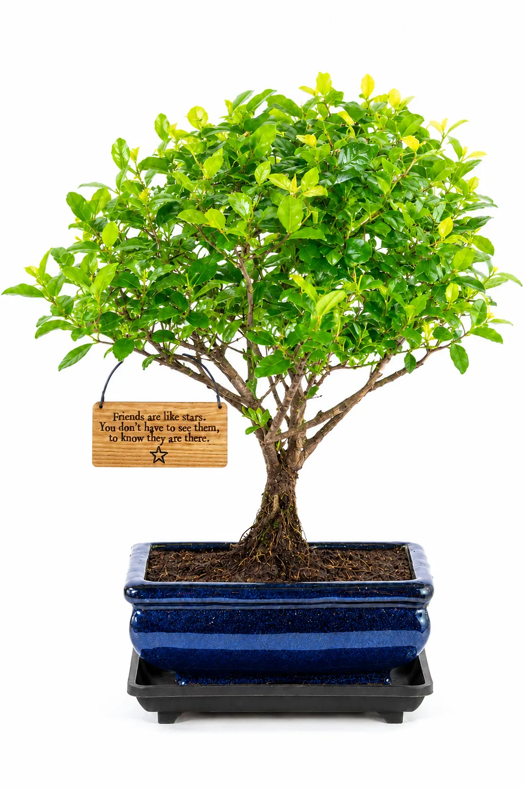 Friendship Gifts – Friends Are Like Stars Bonsai Gift