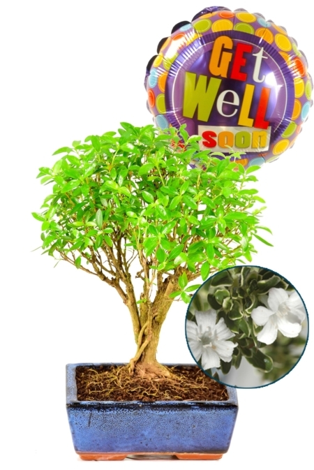 Tree of good health and well-being