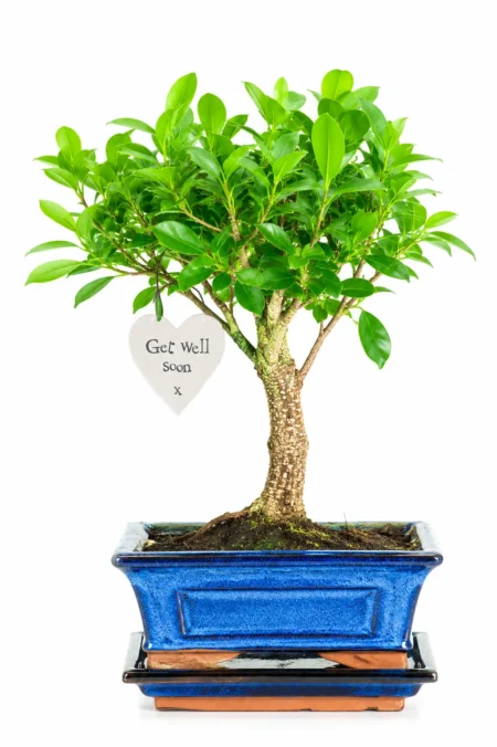 Tree of Health & Well-Being – Get Well Soon | Ficus retusa Bonsai