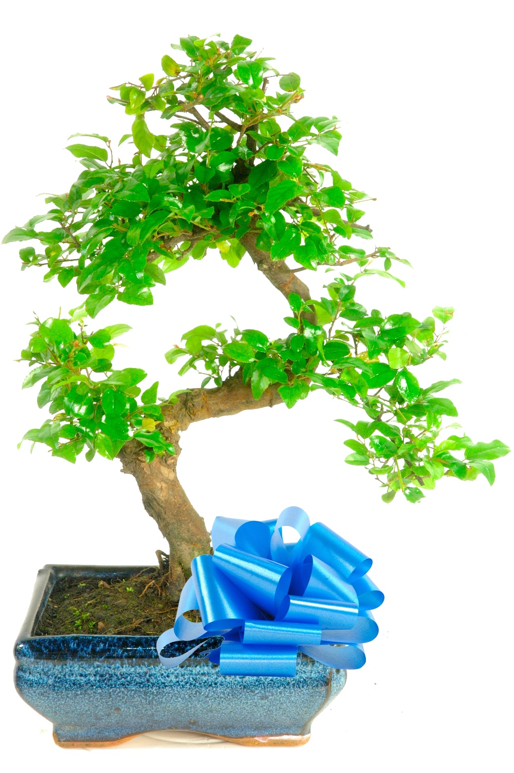 Super value - plum indoor bonsai