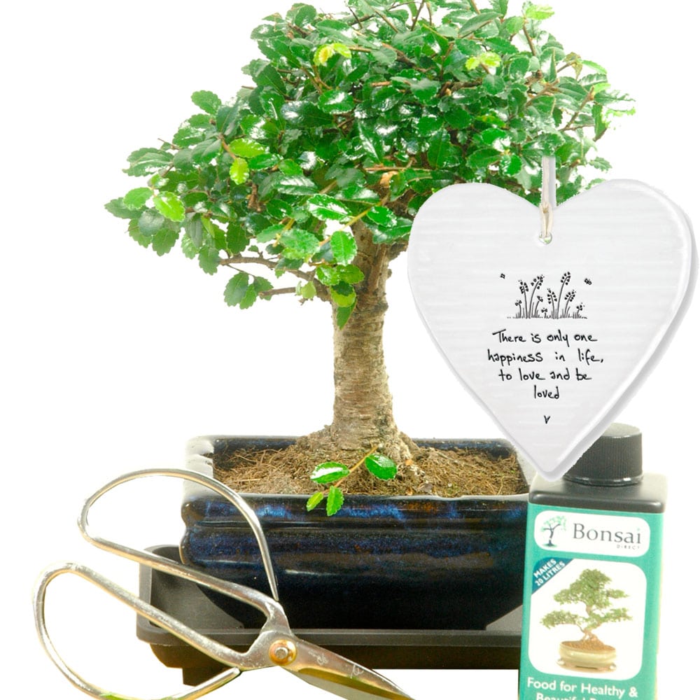Tree gifts with the meaning of Love & Devotion Bonsai