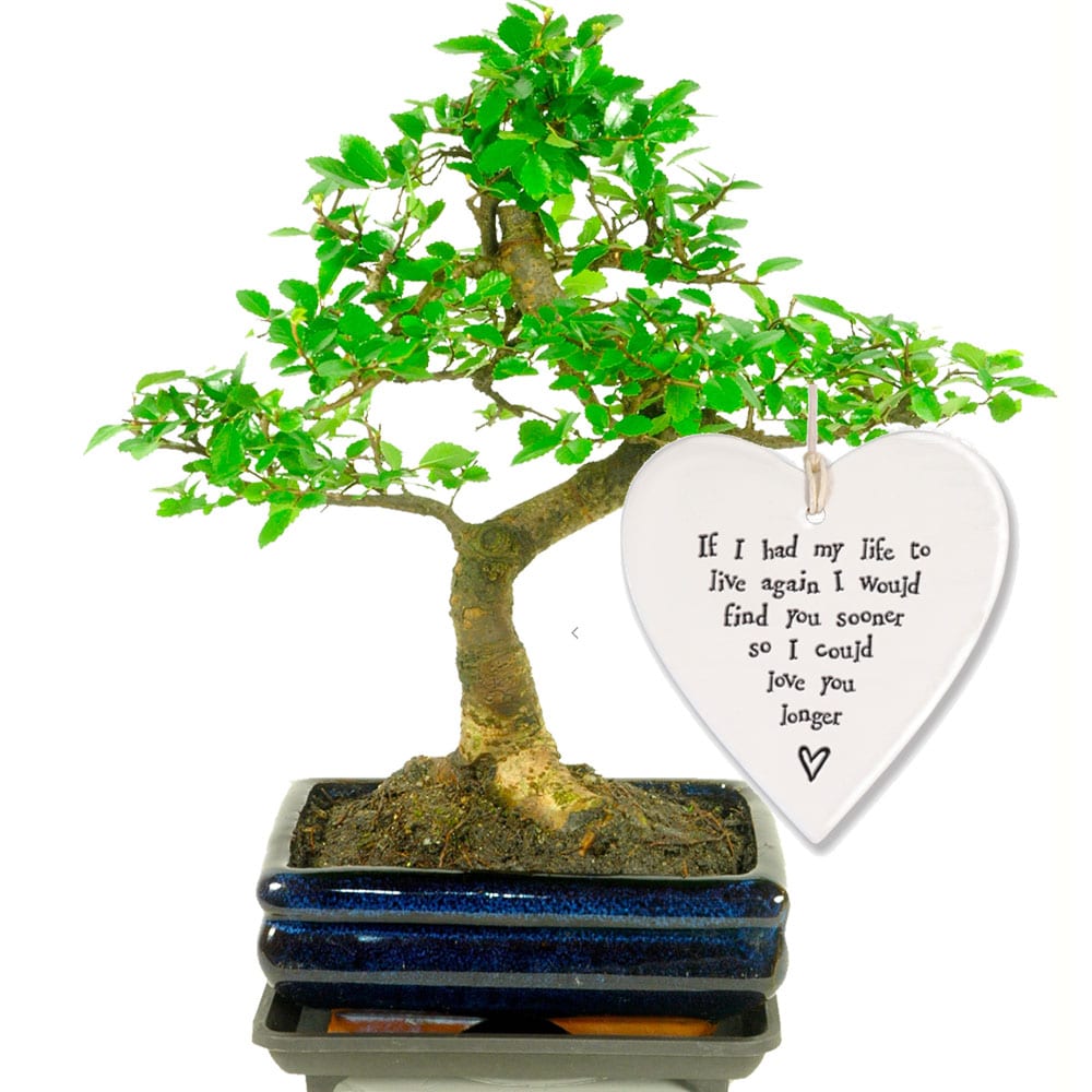 Tree gifts with the meaning of Love & Devotion Bonsai