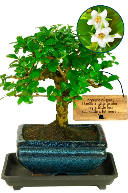 Because of You I Laugh a Little Harder – Flowering Bonsai Gift