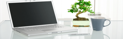 Workplace bonsai tree